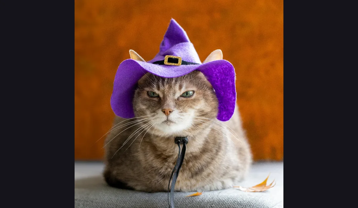 Witch Cat Money Maker — original game screenshot